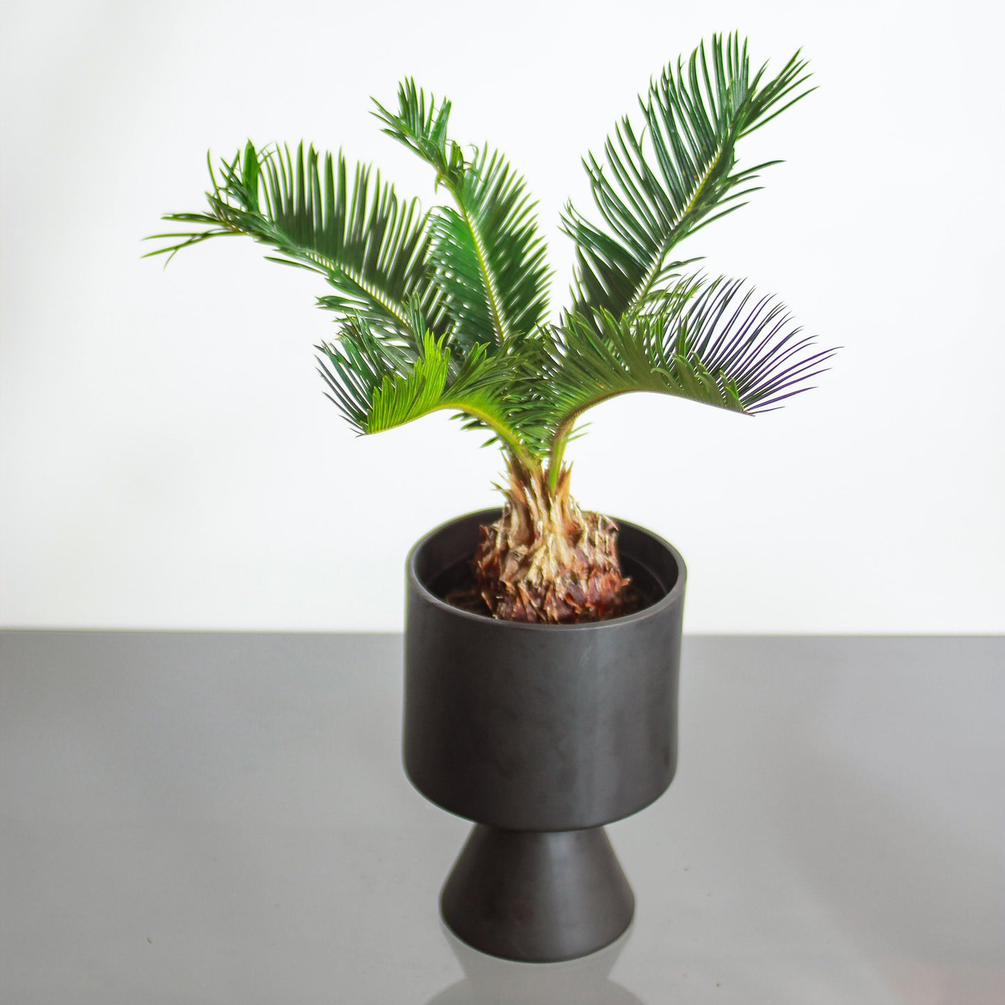 Sago Palm: Cycas revoluta - 6 inch pot — in black planter — indoor plant for sale by Promise Supply for delivery and pickup in Toronto.