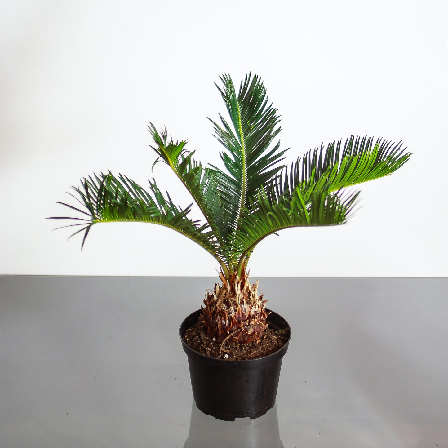 Sago Palm: Cycas revoluta - 6 inch pot — studio photo on white background — indoor plant for sale by Promise Supply for delivery and pickup in Toronto.