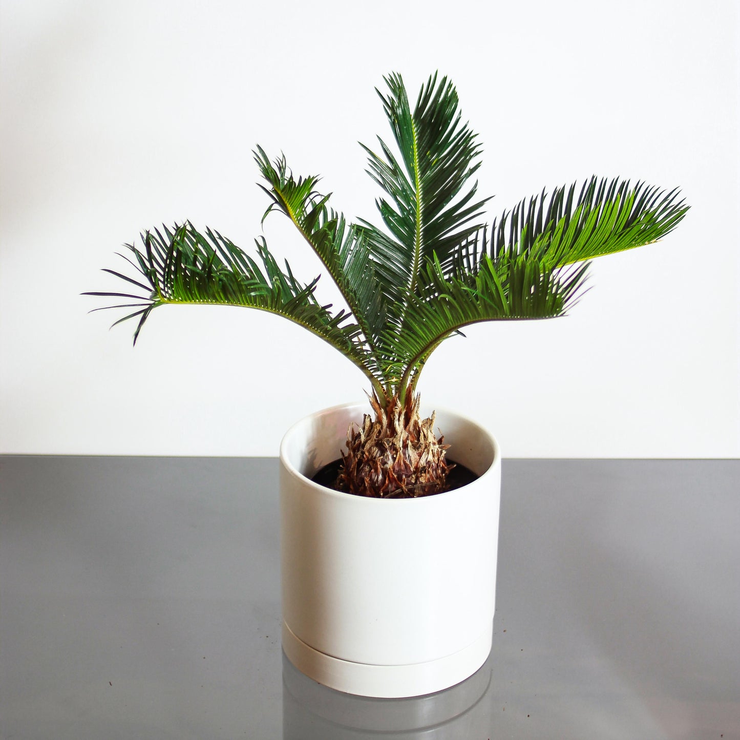 Sago Palm: Cycas revoluta - 6 inch pot — studio photo on white background — indoor plant for sale by Promise Supply for delivery and pickup in Toronto.