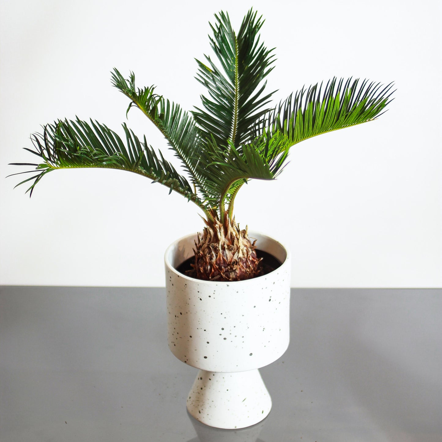 Sago Palm: Cycas revoluta - 6 inch pot — in white planter — indoor plant for sale by Promise Supply for delivery and pickup in Toronto.