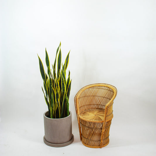 Black Gold Snake Plant: Sansevieria trifasciata - 14 inch pot - 3-4 foot tall — in black planter — indoor plant for sale by Promise Supply for delivery and pickup in Toronto.