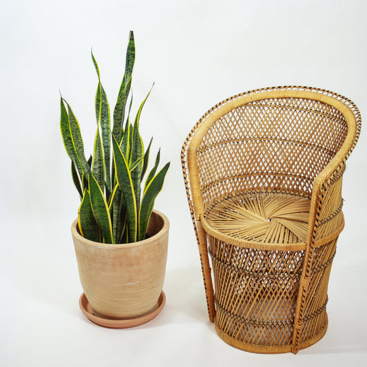 Yellow Snake Plant: Sansevieria trifasciata 'Laurentii' - 10 inch pot - 2.5-3 foot tall — studio photo on white background — indoor plant for sale by Promise Supply for delivery and pickup in Toronto.
