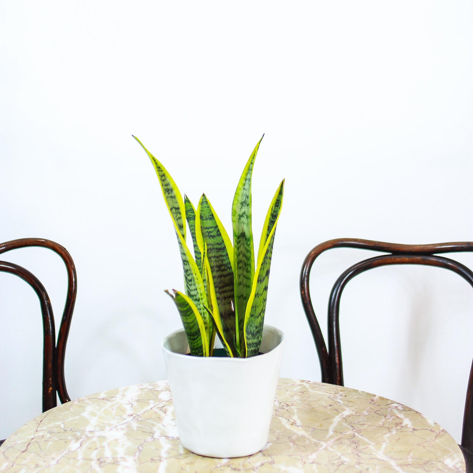 Yellow Snake Plant: Sansevieria trifasciata 'Laurentii' - 5 inch pot — studio photo on white background — indoor plant for sale by Promise Supply for delivery and pickup in Toronto.