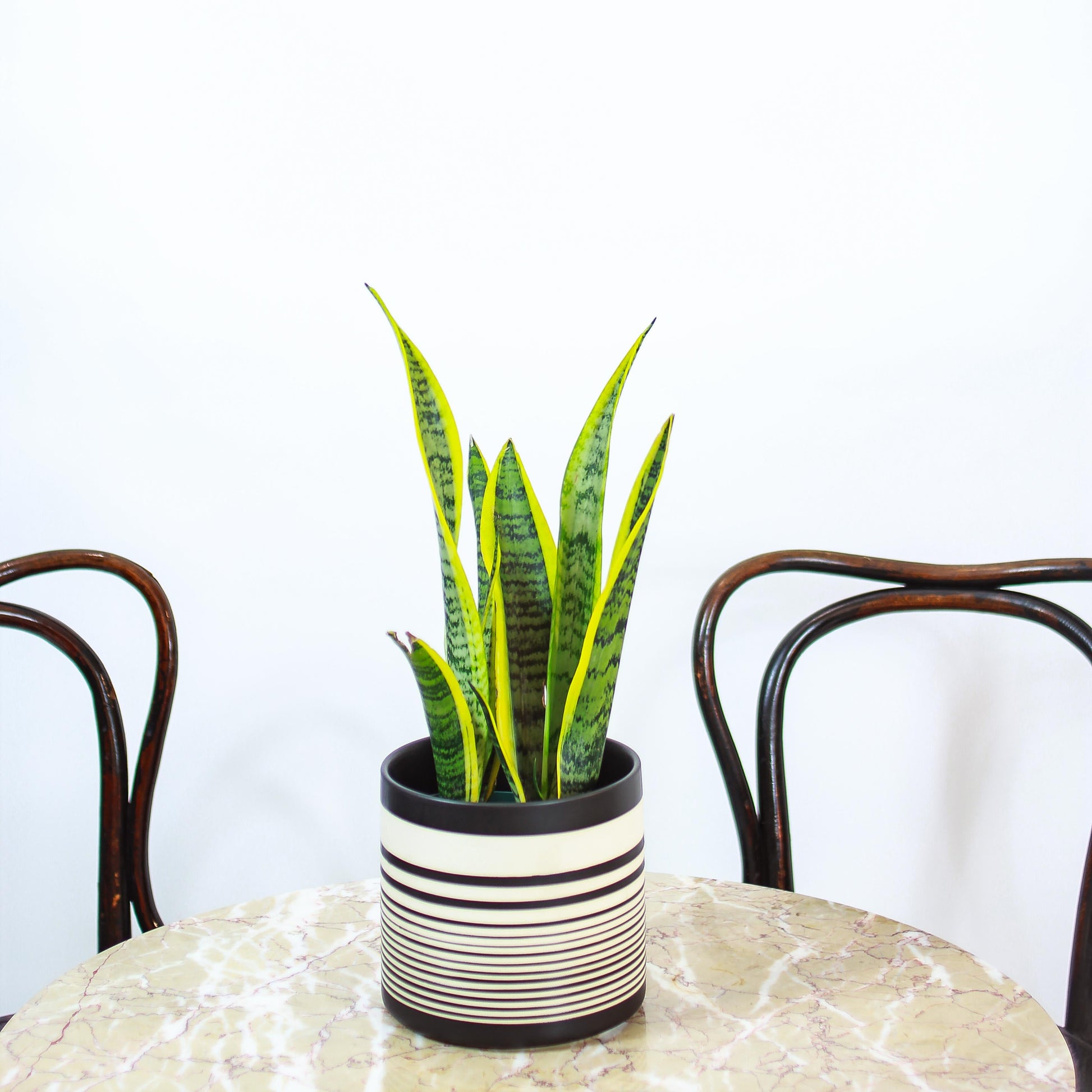 Yellow Snake Plant: Sansevieria trifasciata 'Laurentii' - 5 inch pot — studio photo on white background — indoor plant for sale by Promise Supply for delivery and pickup in Toronto.