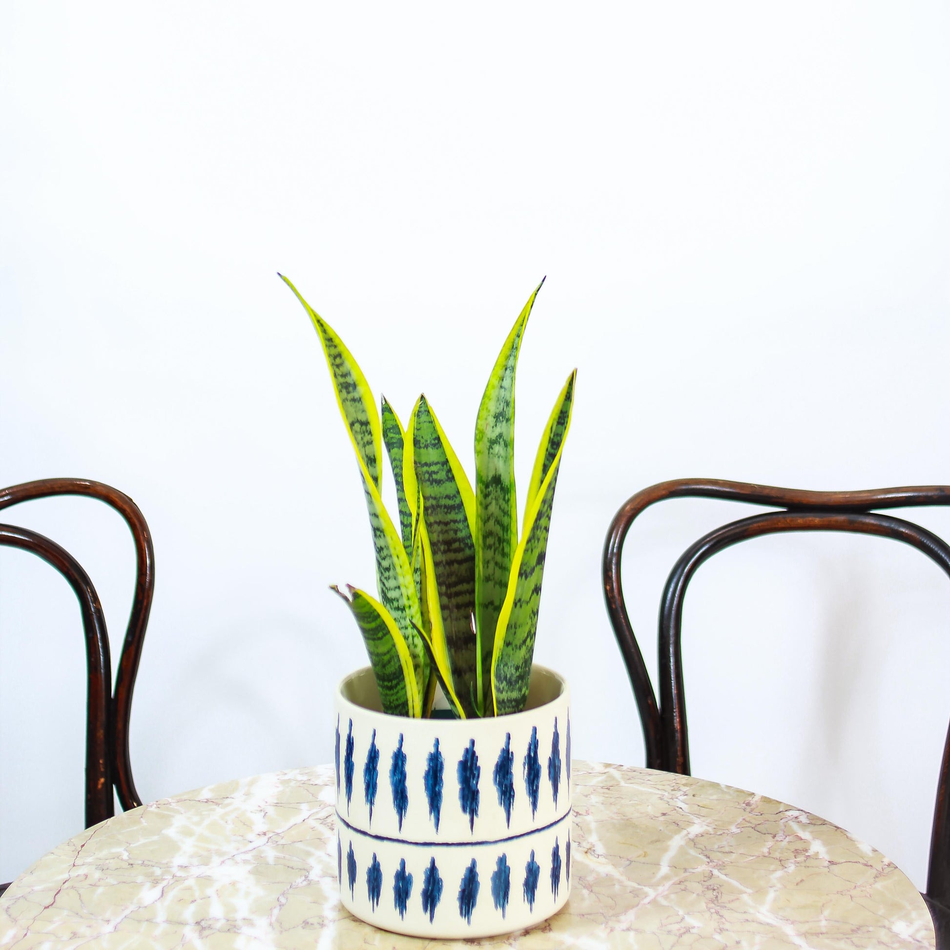 Yellow Snake Plant: Sansevieria trifasciata 'Laurentii' - 5 inch pot — studio photo on white background — indoor plant for sale by Promise Supply for delivery and pickup in Toronto.