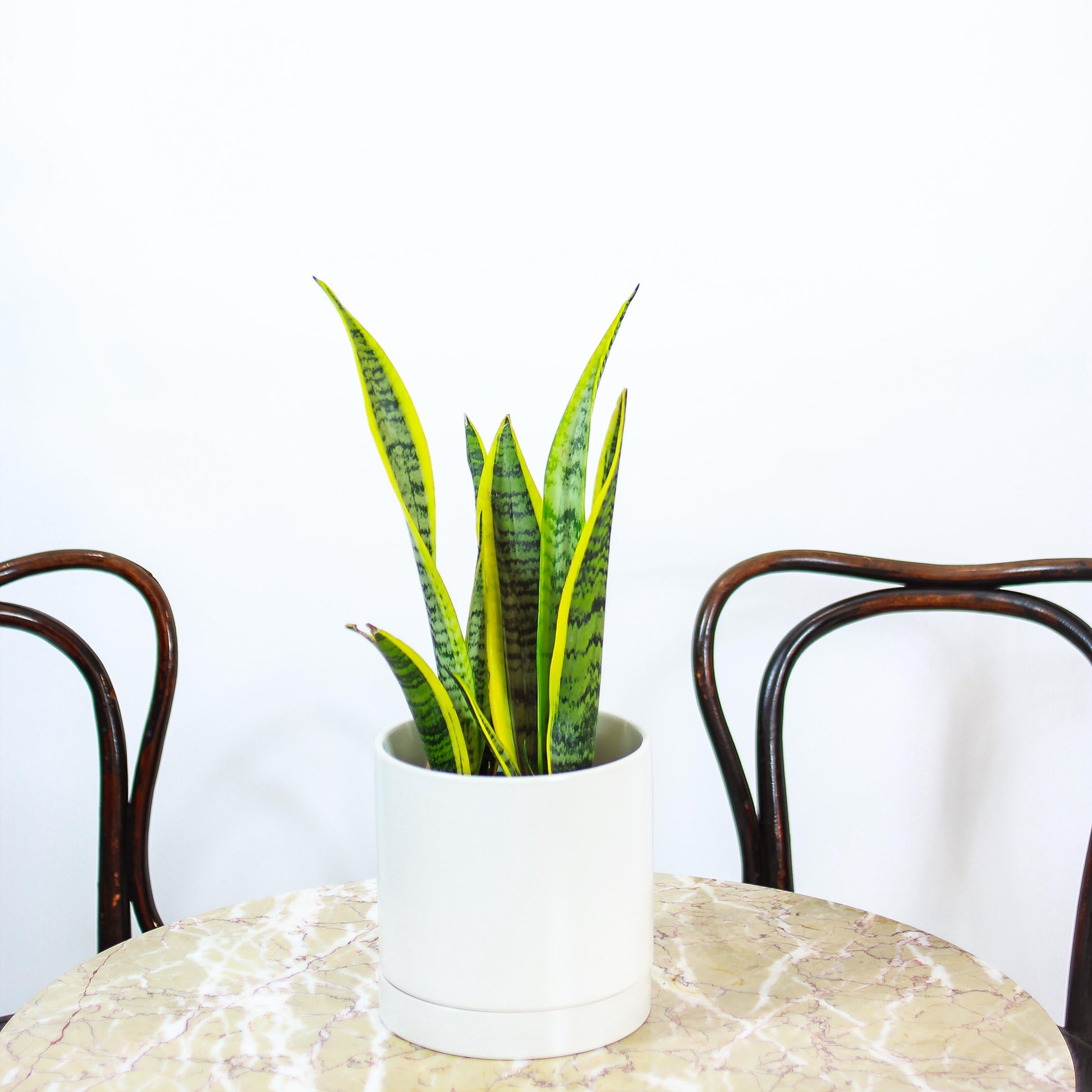 Yellow Snake Plant: Sansevieria trifasciata 'Laurentii' - 5 inch pot — studio photo on white background — indoor plant for sale by Promise Supply for delivery and pickup in Toronto.