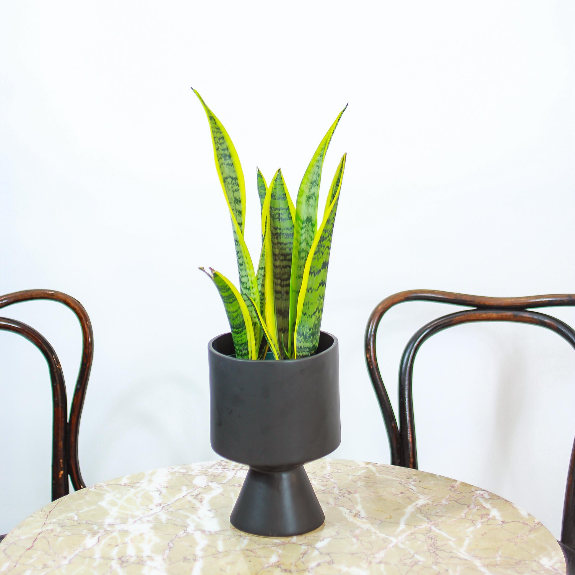 Yellow Snake Plant: Sansevieria trifasciata 'Laurentii' - 5 inch pot — studio photo on white background — indoor plant for sale by Promise Supply for delivery and pickup in Toronto.