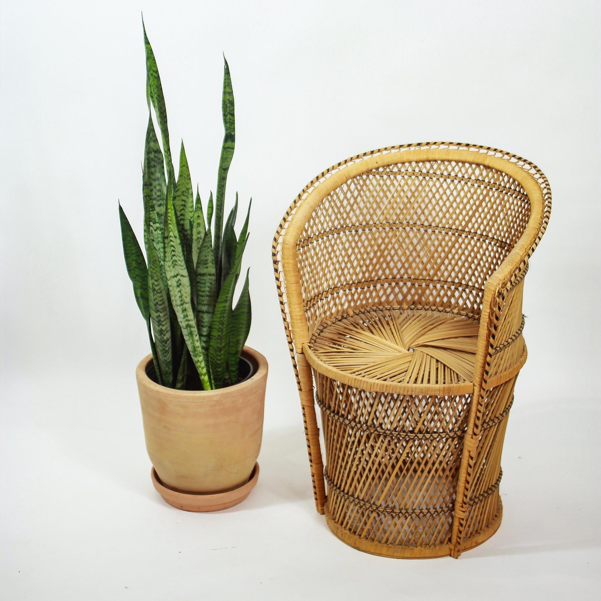 Green Snake Plant: Sansevieria trifasciata 'Zeylanica' - 12 inch pot - 3-3.5 foot tall — studio photo on white background — indoor plant for sale by Promise Supply for delivery and pickup in Toronto.
