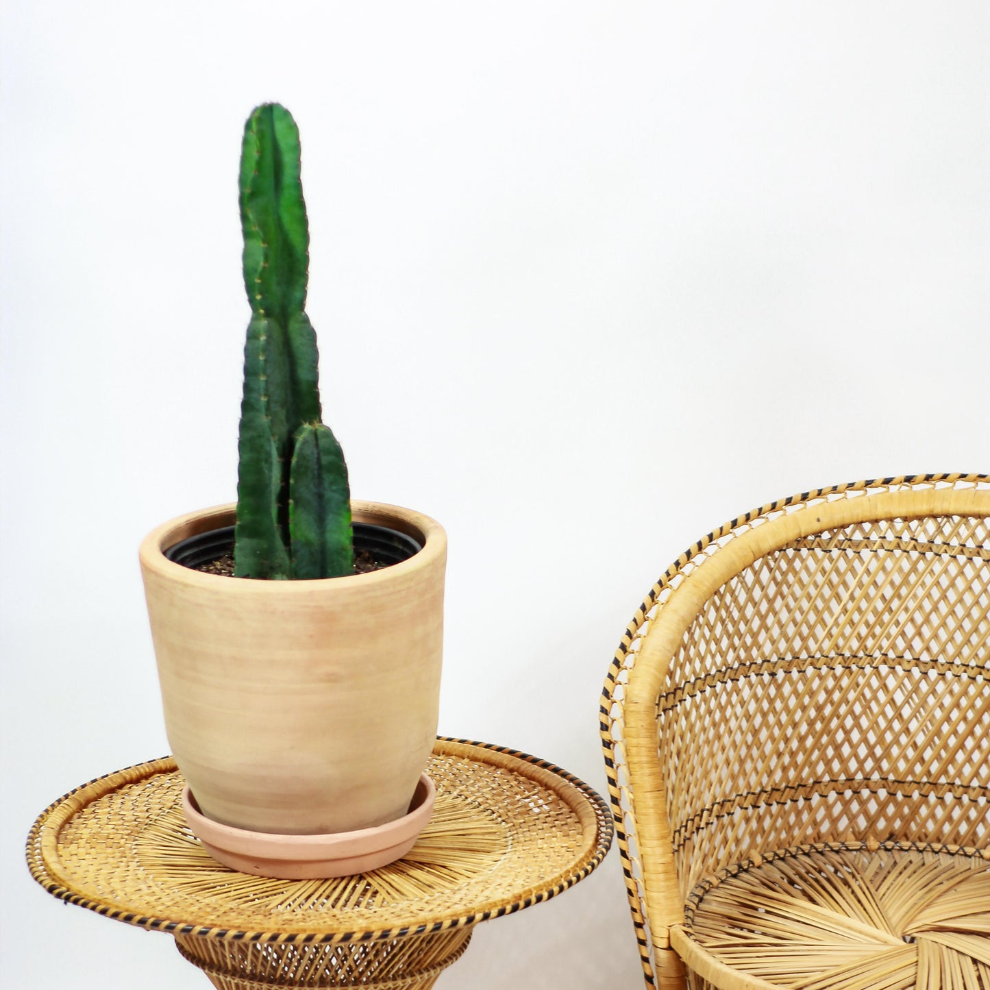 Peruvian Cactus (Cereus repandus) in a 10 inch pot. Indoor plant for sale by Promise Supply for delivery and pickup in Toronto