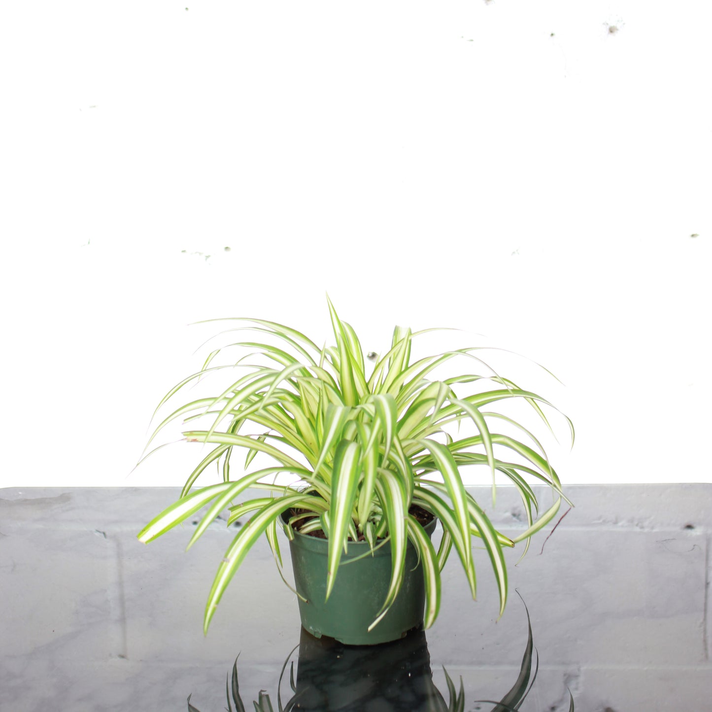Curly Spider Plant: Chlorophytum comosum - 6 inch pot — studio photo on white background — indoor plant for sale by Promise Supply for delivery and pickup in Toronto.