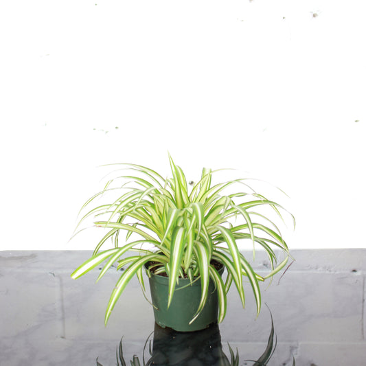 Curly Spider Plant: Chlorophytum comosum - 6 inch pot — studio photo on white background — indoor plant for sale by Promise Supply for delivery and pickup in Toronto.