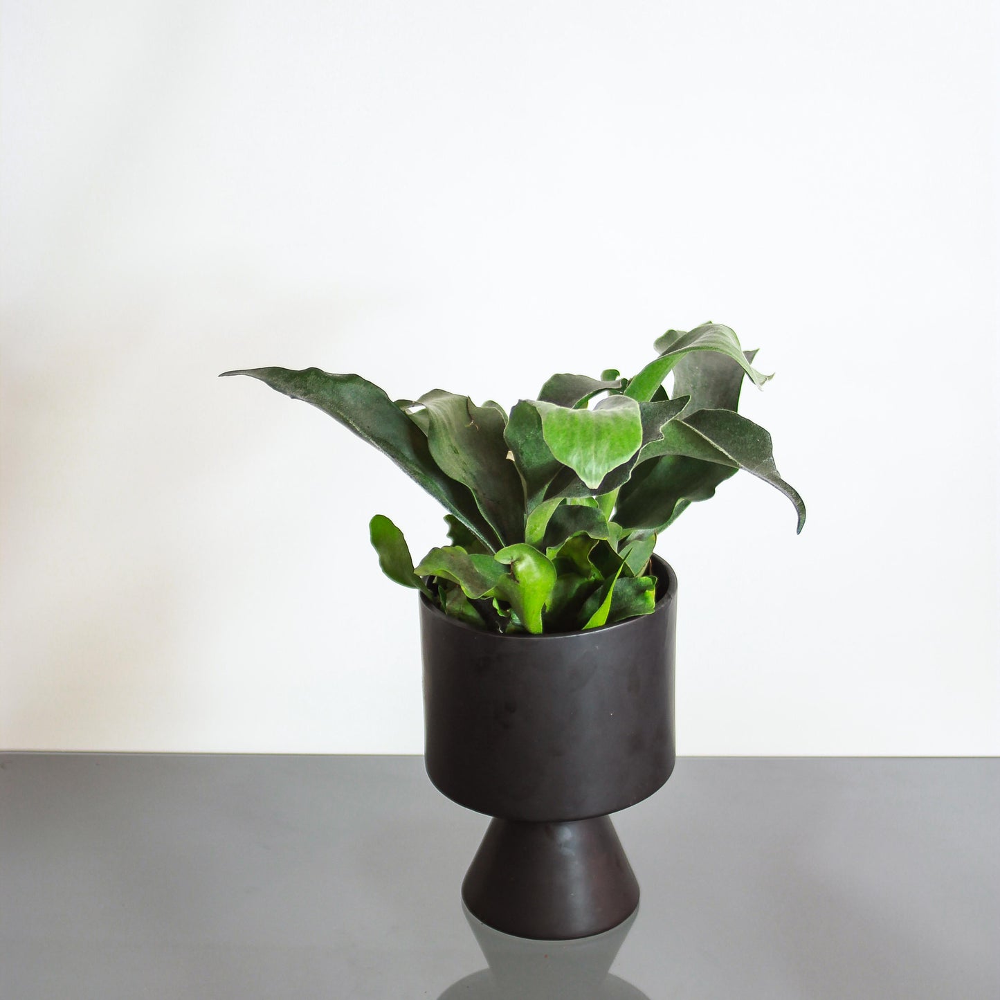 Staghorn Fern (Platycerium bifurcatum) in a 6 inch pot. Indoor plant for sale by Promise Supply for delivery and pickup in Toronto