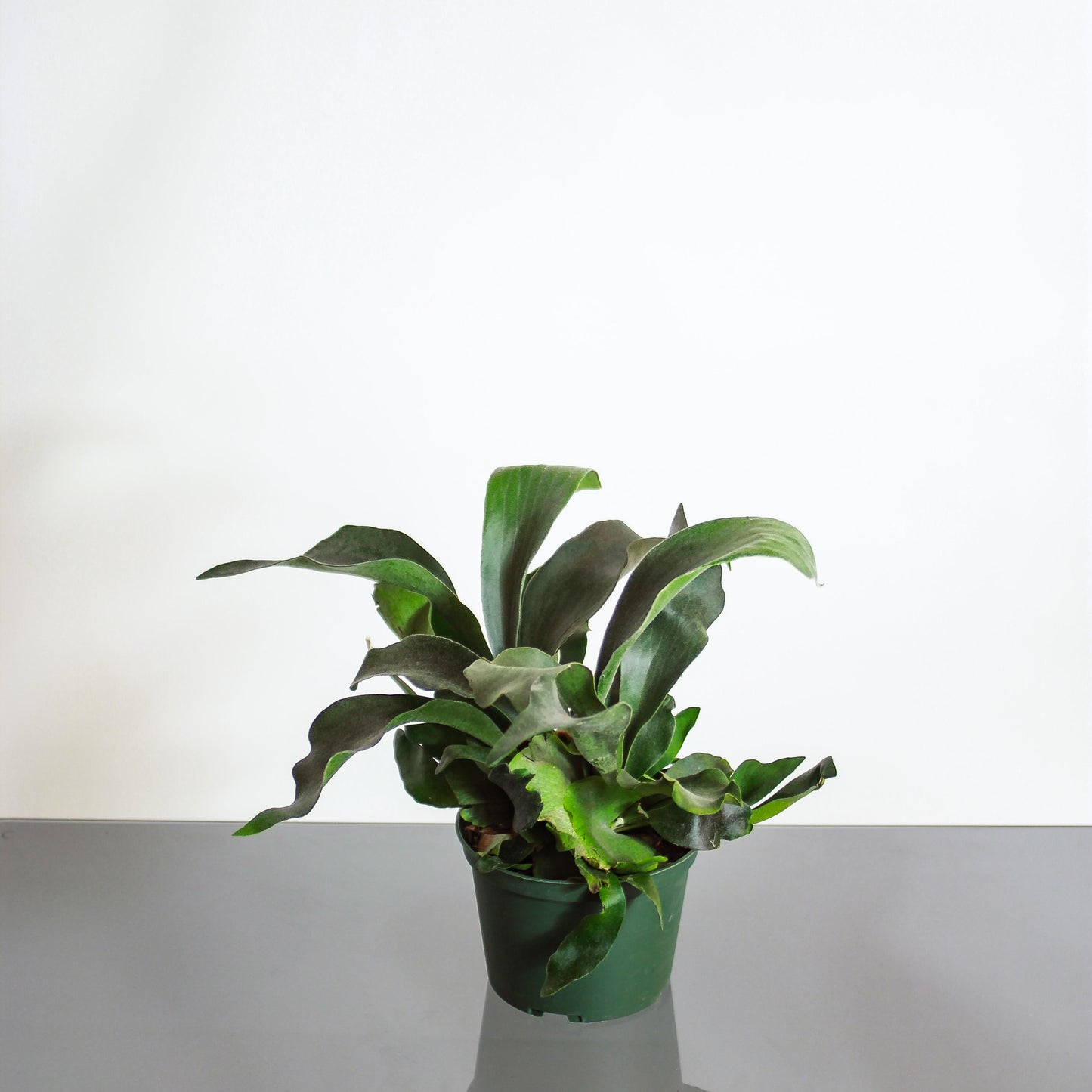 Staghorn Fern (Platycerium bifurcatum) in a 6 inch pot. Indoor plant for sale by Promise Supply for delivery and pickup in Toronto