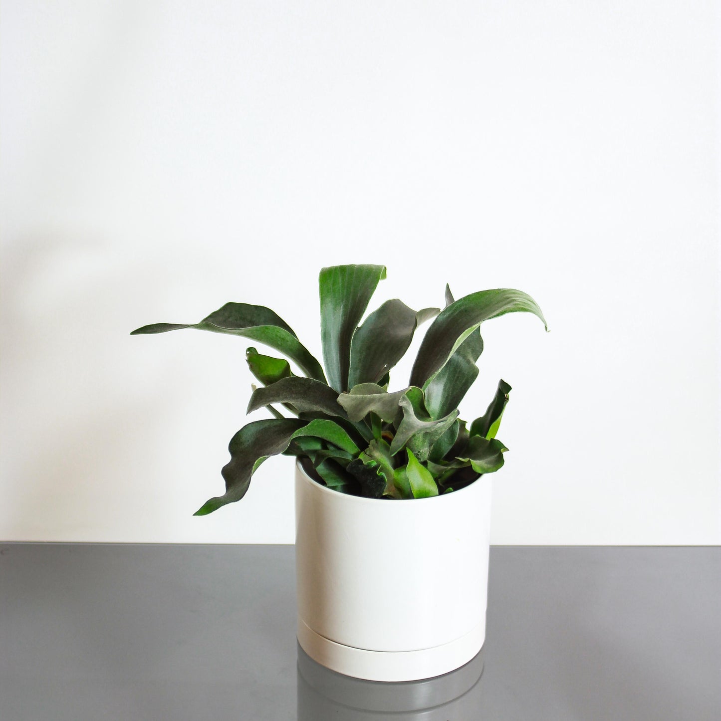 Staghorn Fern (Platycerium bifurcatum) in a 6 inch pot. Indoor plant for sale by Promise Supply for delivery and pickup in Toronto