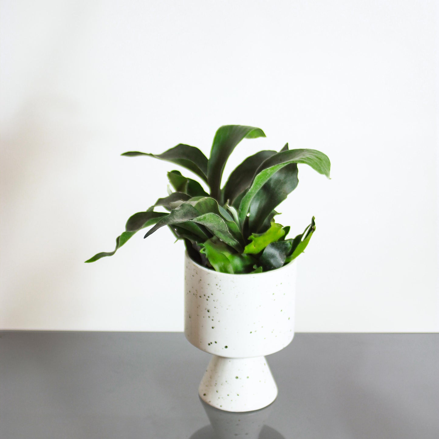 Staghorn Fern (Platycerium bifurcatum) in a 6 inch pot. Indoor plant for sale by Promise Supply for delivery and pickup in Toronto
