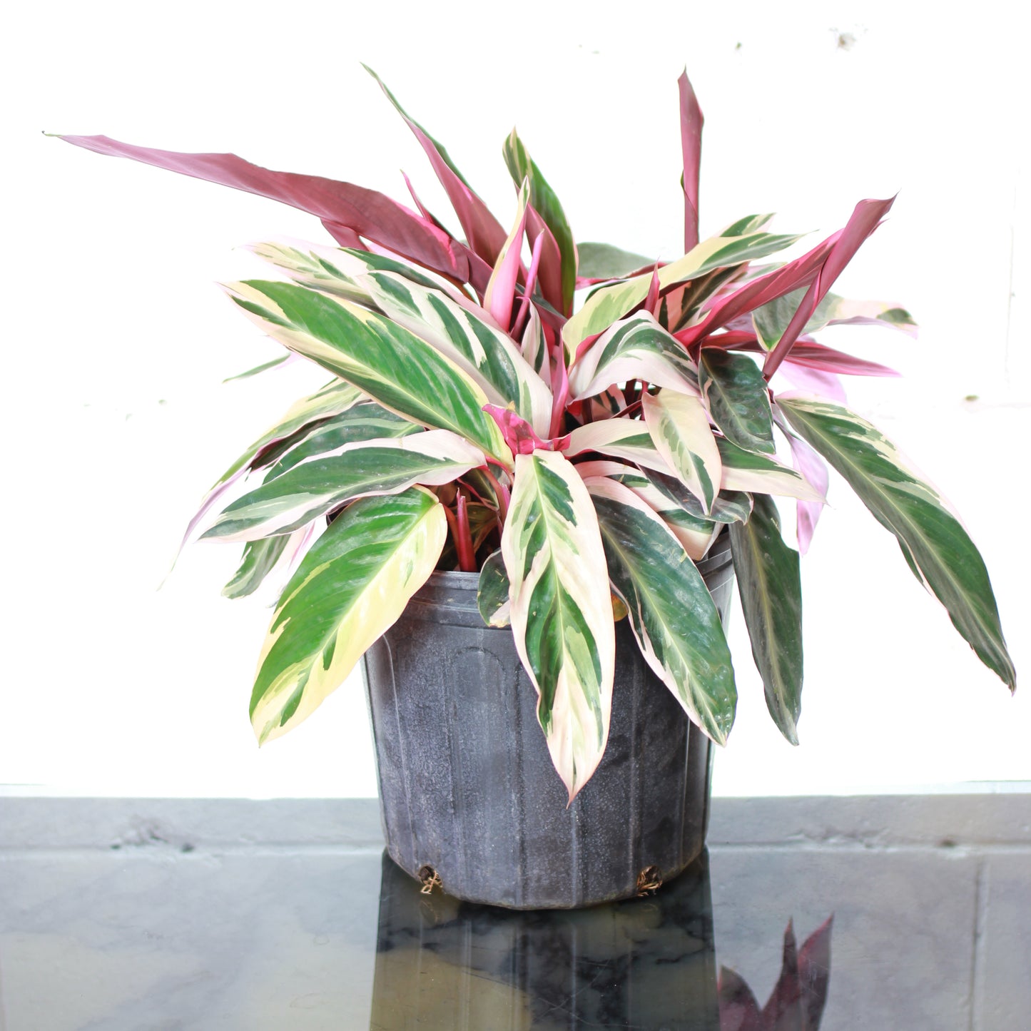 Stromanthe Triostar (Stromanthe) in a 10 inch pot. Indoor plant for sale by Promise Supply for delivery and pickup in Toronto