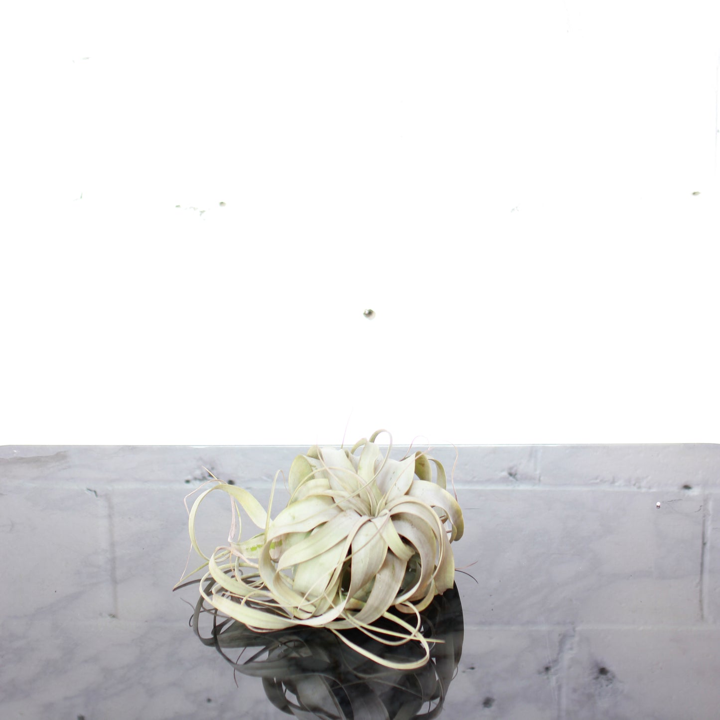 Air Plant: Tillandsia xerographica - Large — studio photo on white background — indoor plant for sale by Promise Supply for delivery and pickup in Toronto.