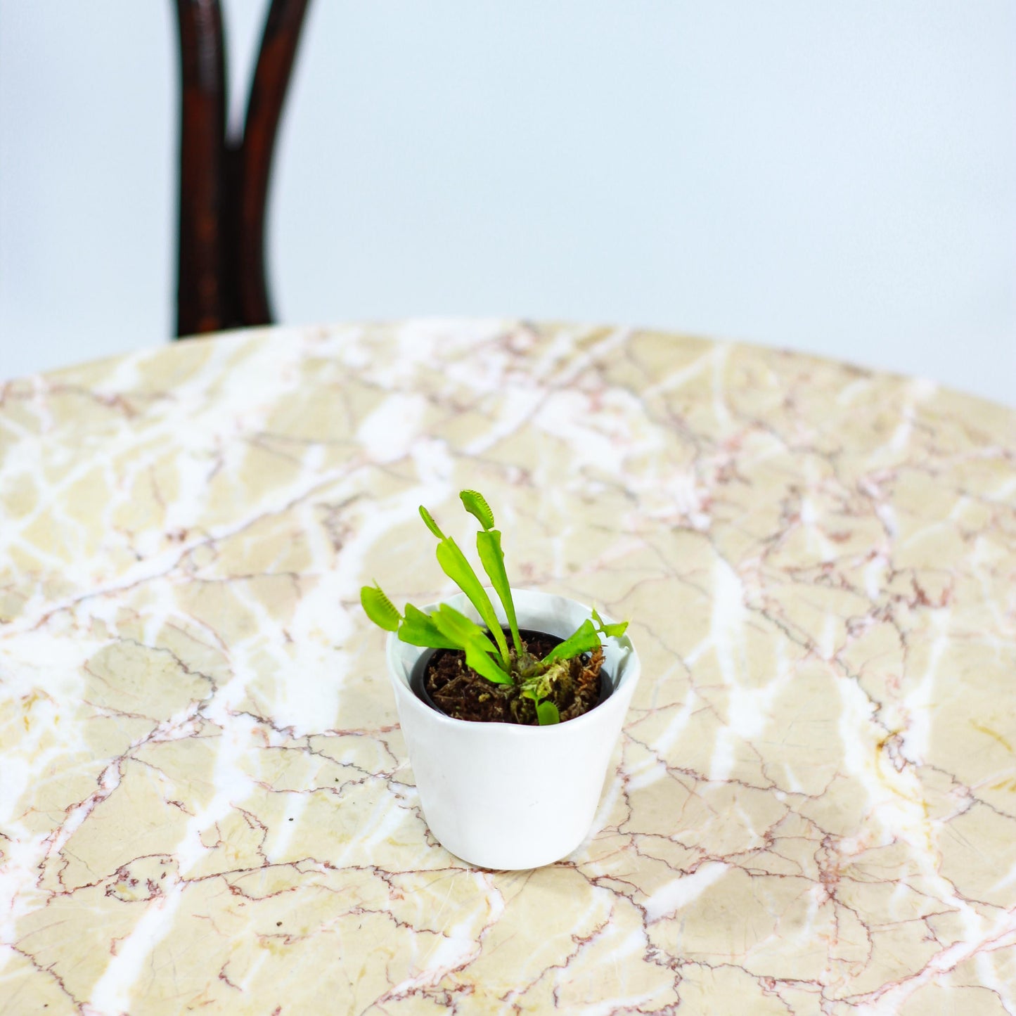 Venus Flytrap: Dionaea muscipula - 2.5 inch pot — studio photo on white background — indoor plant for sale by Promise Supply for delivery and pickup in Toronto.