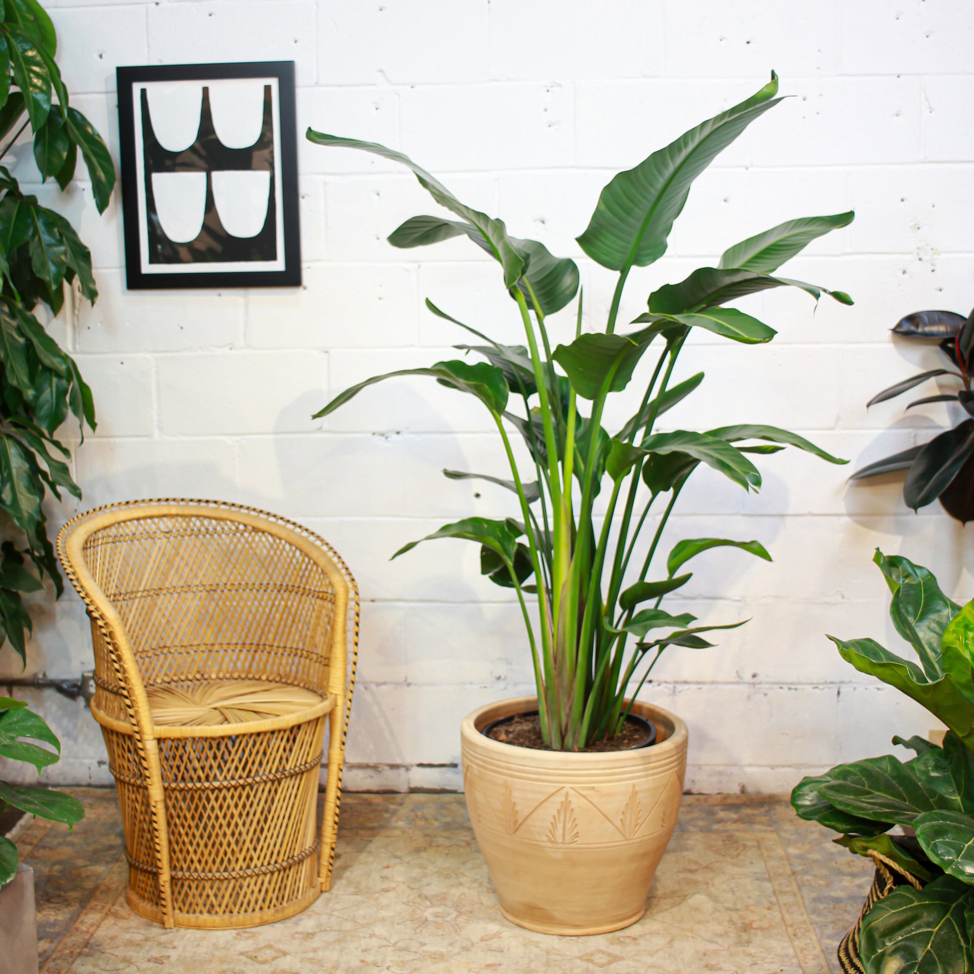 White Bird of Paradise: Strelitzia nicolai - 14 inch pot - 5-8 foot tall\ — in white planter — indoor plant for sale by Promise Supply for delivery and pickup in Toronto.