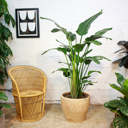 White Bird of Paradise: Strelitzia nicolai - 14 inch pot - 5-8 foot tall\ — in white planter — indoor plant for sale by Promise Supply for delivery and pickup in Toronto.