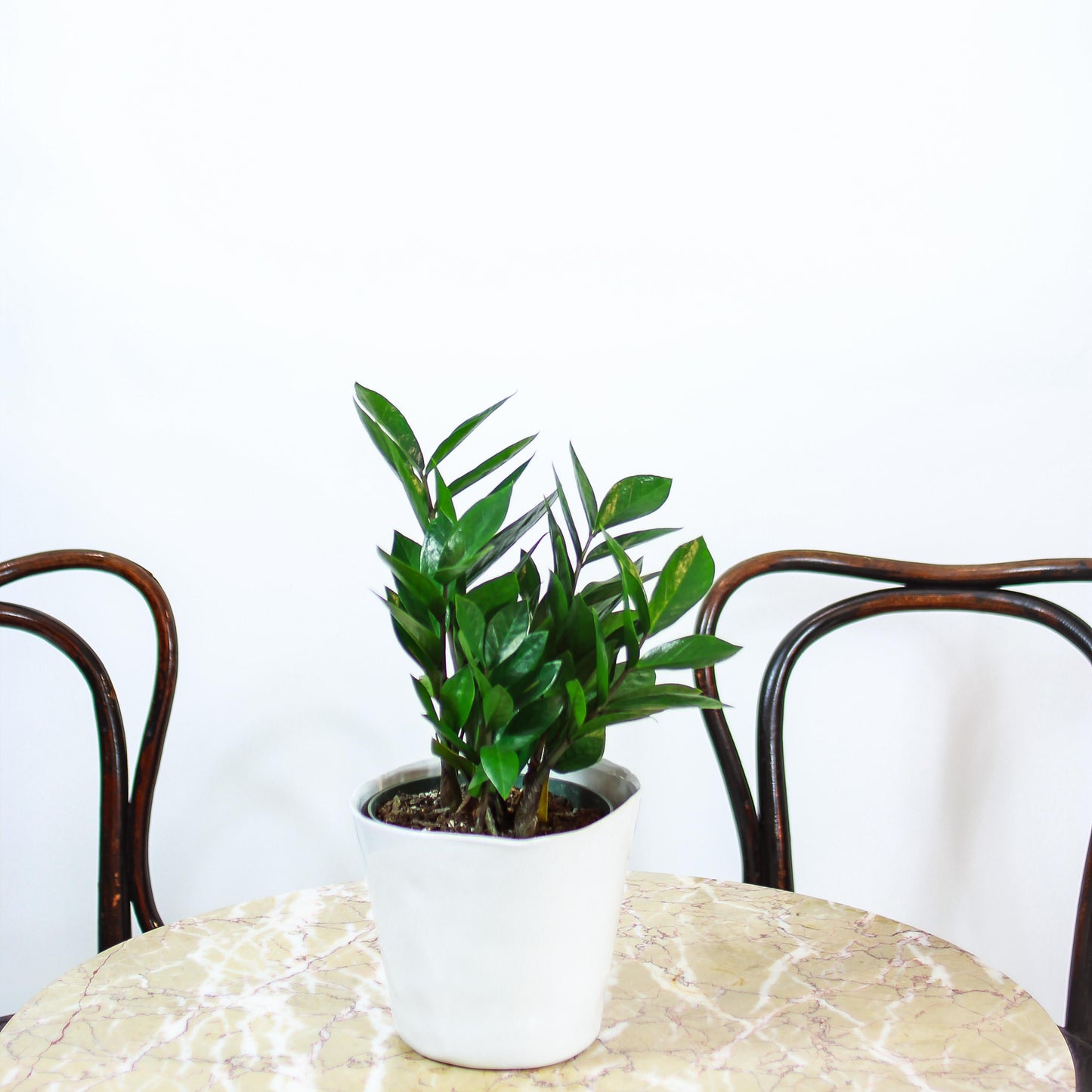 ZZ Plant: Zamioculcas zamiifolia - 6 inch pot — studio photo on white background — indoor plant for sale by Promise Supply for delivery and pickup in Toronto.