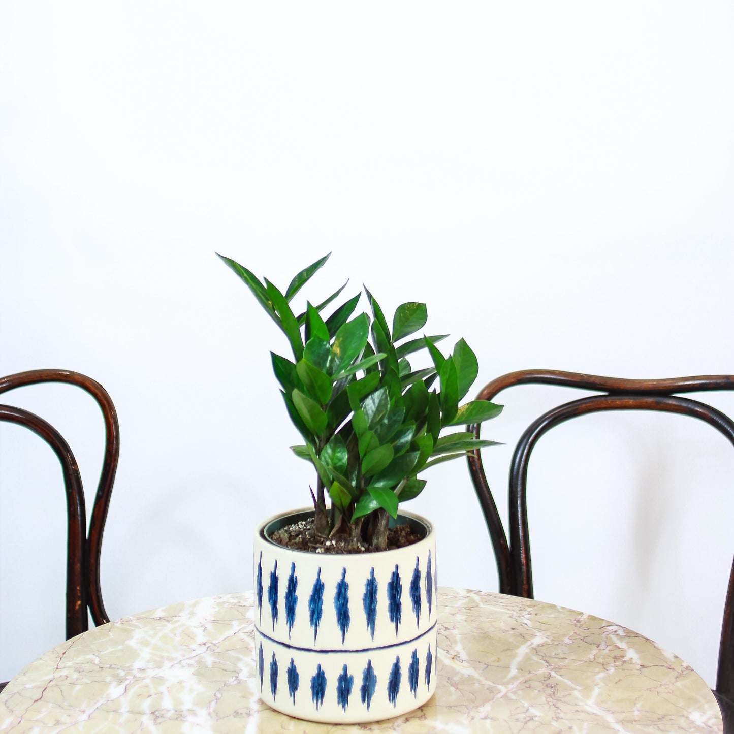 ZZ Plant: Zamioculcas zamiifolia - 6 inch pot — studio photo on white background — indoor plant for sale by Promise Supply for delivery and pickup in Toronto.