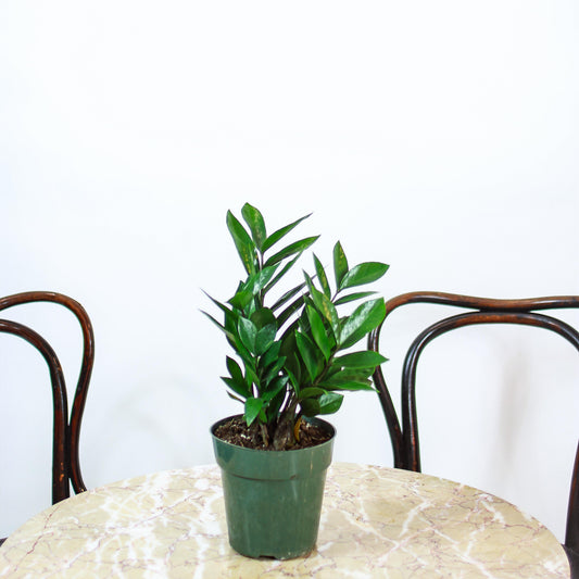 zz Plant, Zanzibar Gem (Zamioculcas zamiifolia) in a 6 inch pot. Indoor plant for sale by Promise Supply for delivery and pickup in Toronto