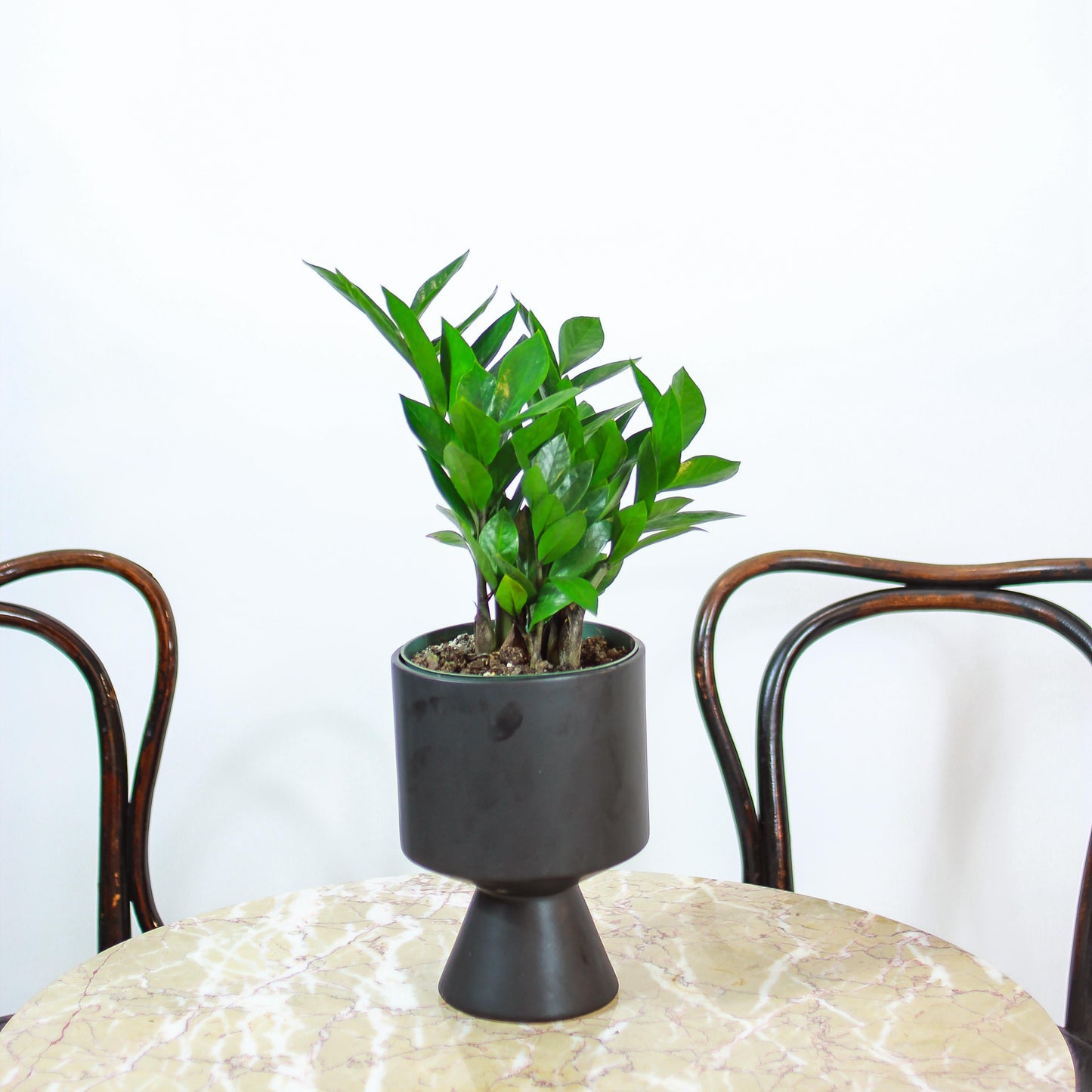 ZZ Plant: Zamioculcas zamiifolia - 6 inch pot — studio photo on white background — indoor plant for sale by Promise Supply for delivery and pickup in Toronto.