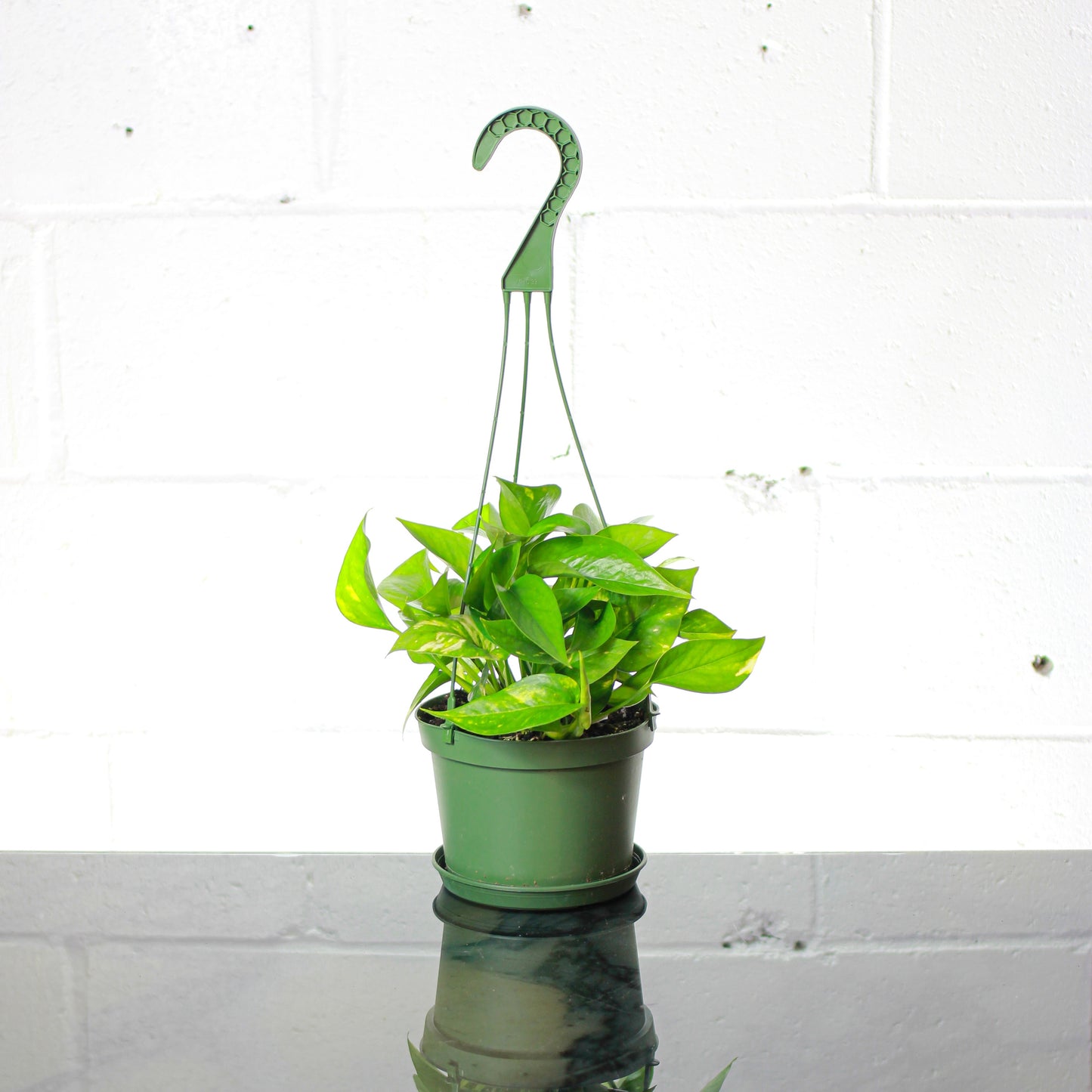 Pothos, Devil's Ivy, Money Plant, Money Vine (Epipremnum aureum) in a 6 inch pot. Indoor plant for sale by Promise Supply for delivery and pickup in Toronto