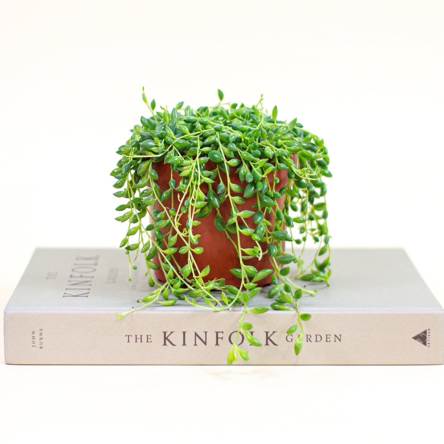String of Teardrops: Senecio citriformis - 5 inch pot — indoor plant — indoor plant for sale by Promise Supply for delivery and pickup in Toronto.