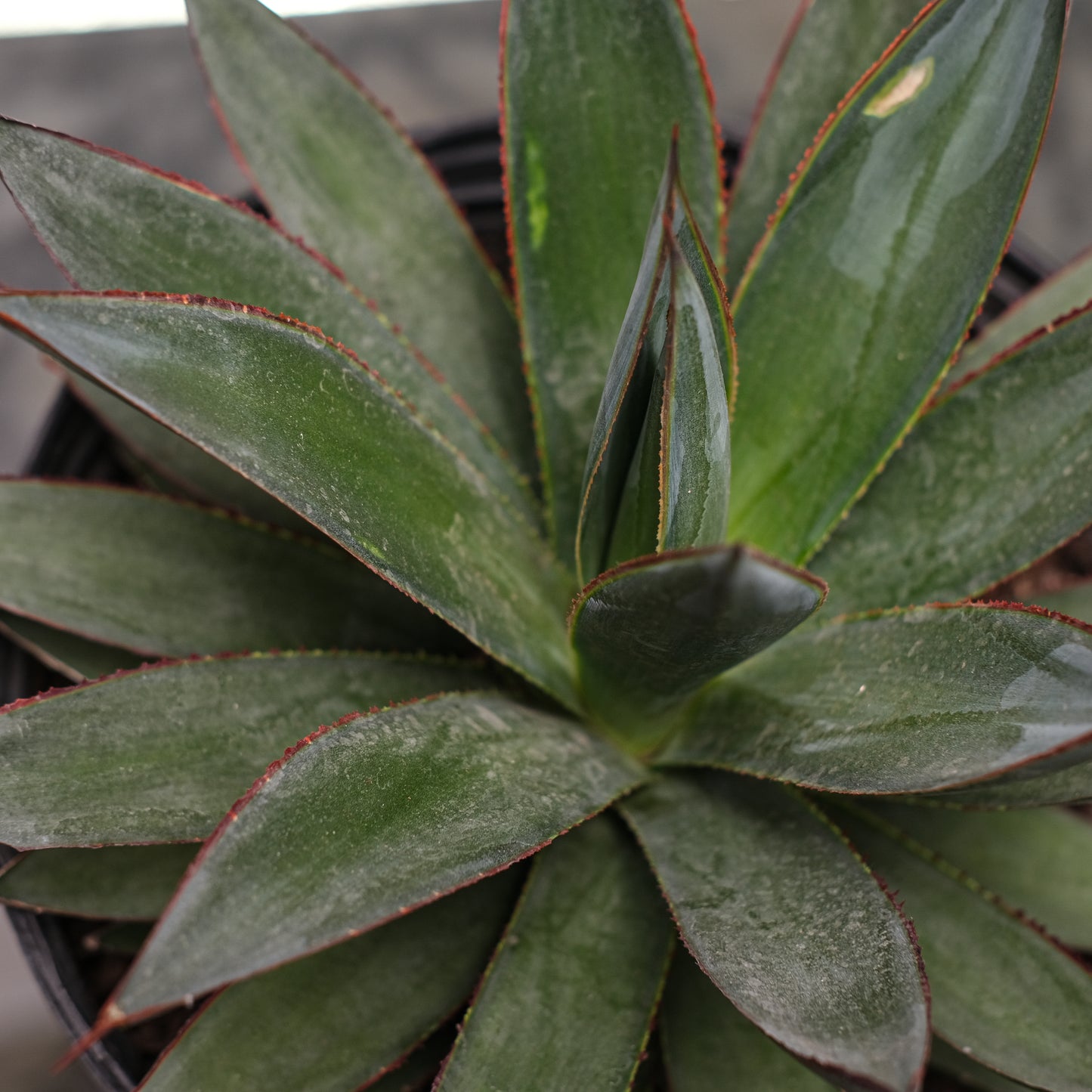 Blue Agave (Agave 'Blue Glow') in a 10 inch pot. Indoor plant for sale by Promise Supply for delivery and pickup in Toronto