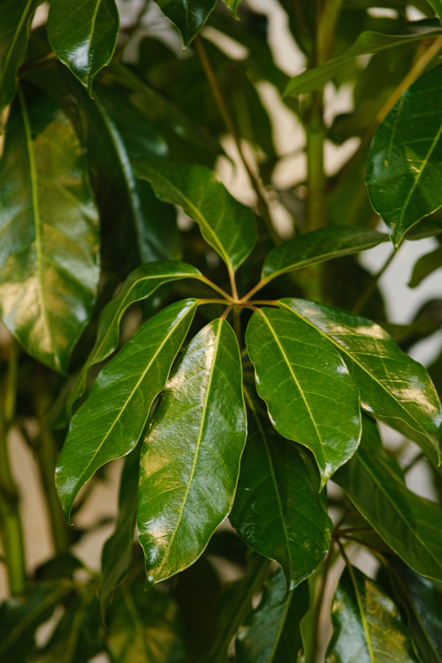 Amate Umbrella Tree: Schefflera actinophylla - 14 inch pot - 4-6 foot tall — indoor plant — indoor plant for sale by Promise Supply for delivery and pickup in Toronto.