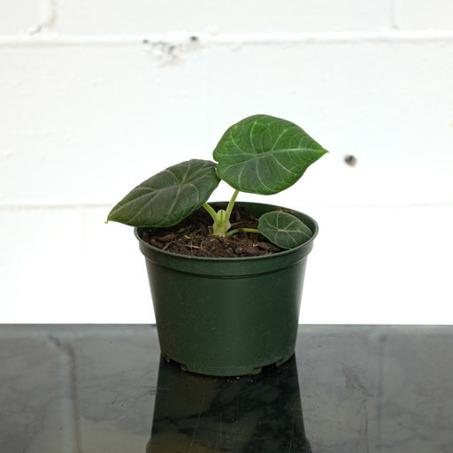 Elephant Ear, (Alocasia baginda) in a 6 inch pot. Indoor plant for sale by Promise Supply for delivery and pickup in Toronto