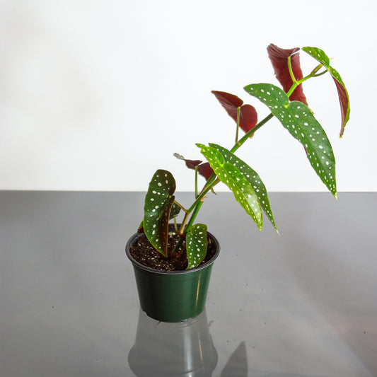 Spotted Begonia: Begonia maculata - 6 inch pot — studio photo on white background — indoor plant for sale by Promise Supply for delivery and pickup in Toronto.