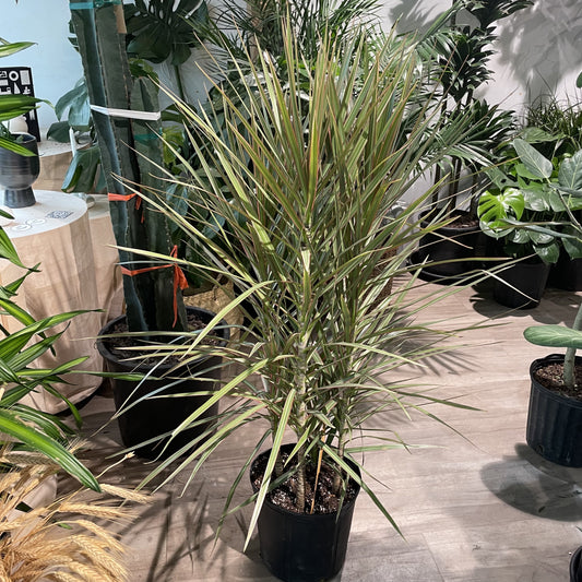 Bicolour Dragon Tree: Dracaena marginata - 10 inch pot - 3-4 foot tall — indoor plant — indoor plant for sale by Promise Supply for delivery and pickup in Toronto.
