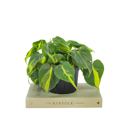 Brasil Heart Leaf: Philodendron cordatum - 6 inch pot — indoor plant — indoor plant for sale by Promise Supply for delivery and pickup in Toronto.