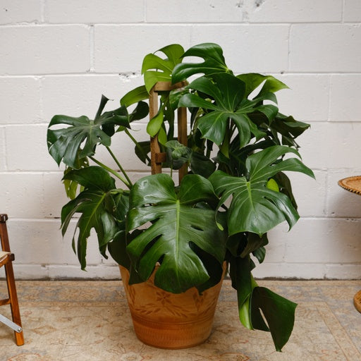 Swiss Cheese Plant Trellis: Monstera deliciosa - 12 inch pot - 3 foot tall — indoor plant — indoor plant for sale by Promise Supply for delivery and pickup in Toronto.