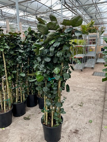 Aralia Balfour (Polyscias scutellaria 'Fabian') in a 14 inch pot. Indoor plant for sale by Promise Supply for delivery and pickup in Toronto