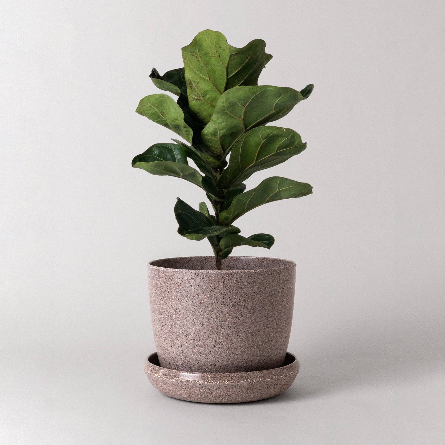 Nut Husk Planter with Drainage and Tray | 7 inch Diameter — empty planter, studio photo — planter for sale by Promise Supply for delivery and pickup in Toronto.