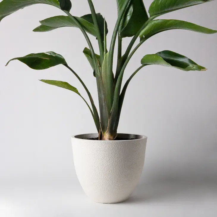 Signature Textured White Stone Planter with Drainage Plug in 9 inch Diameter