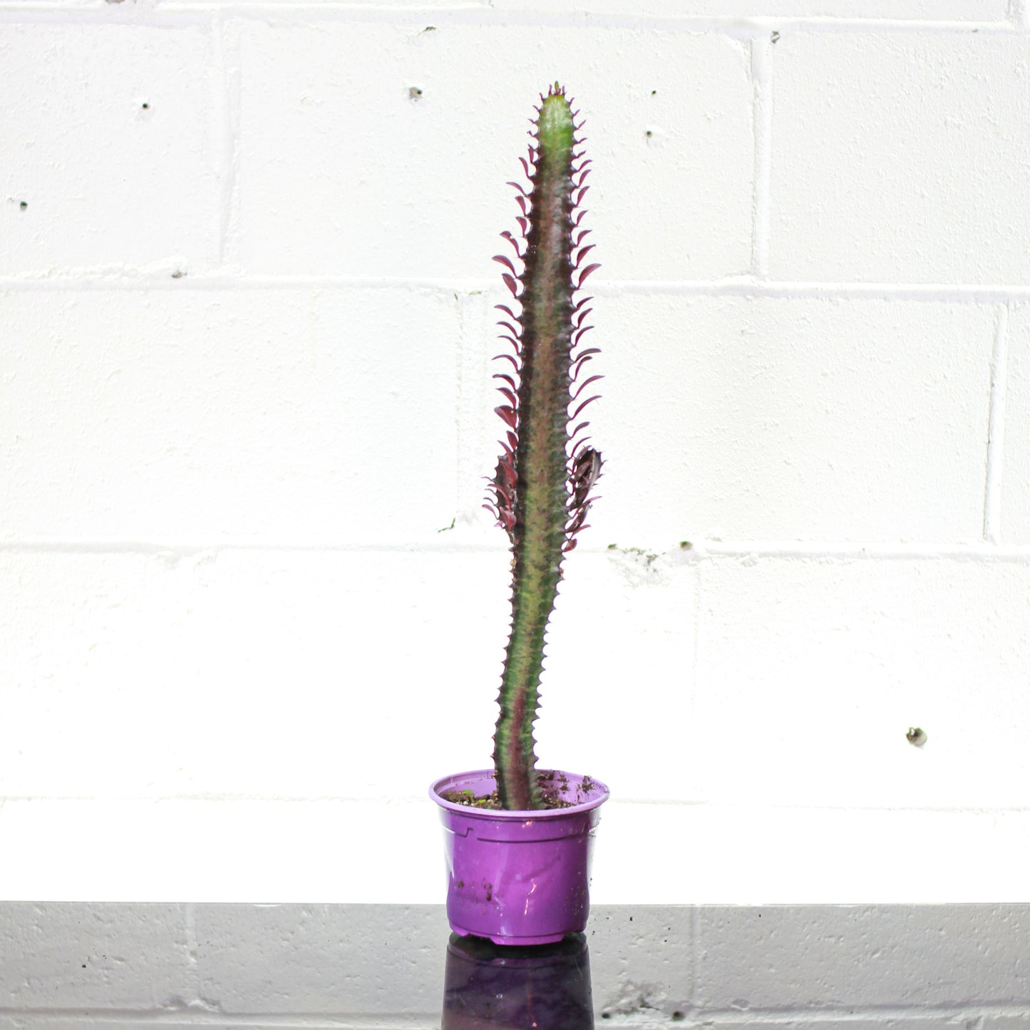 Purple African Milk Tree Cactus: Euphorbia trigona - 5 inch pot — indoor plant — indoor plant for sale by Promise Supply for delivery and pickup in Toronto.