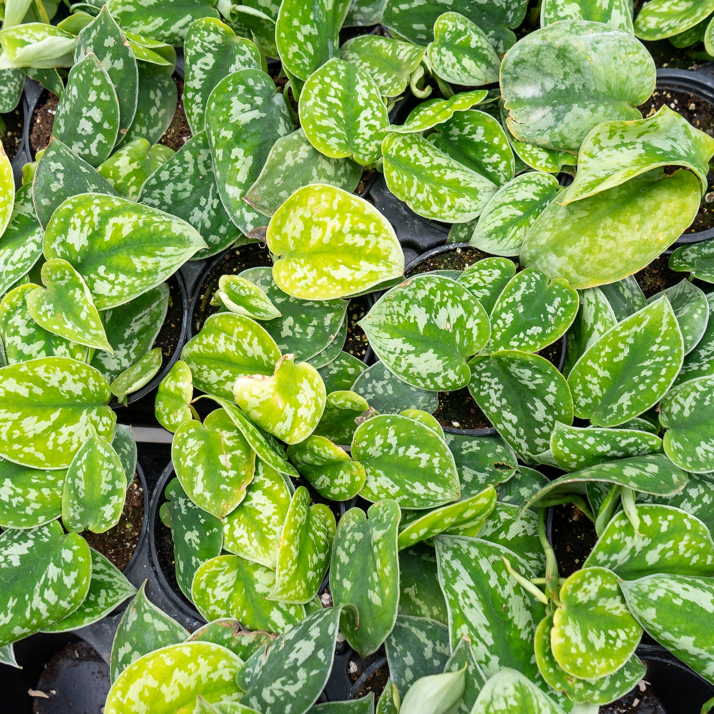 Silver Satin Pothos (Scindapsus pictus 'Exotica') in a 4 inch pot. Indoor plant for sale by Promise Supply for delivery and pickup in Toronto