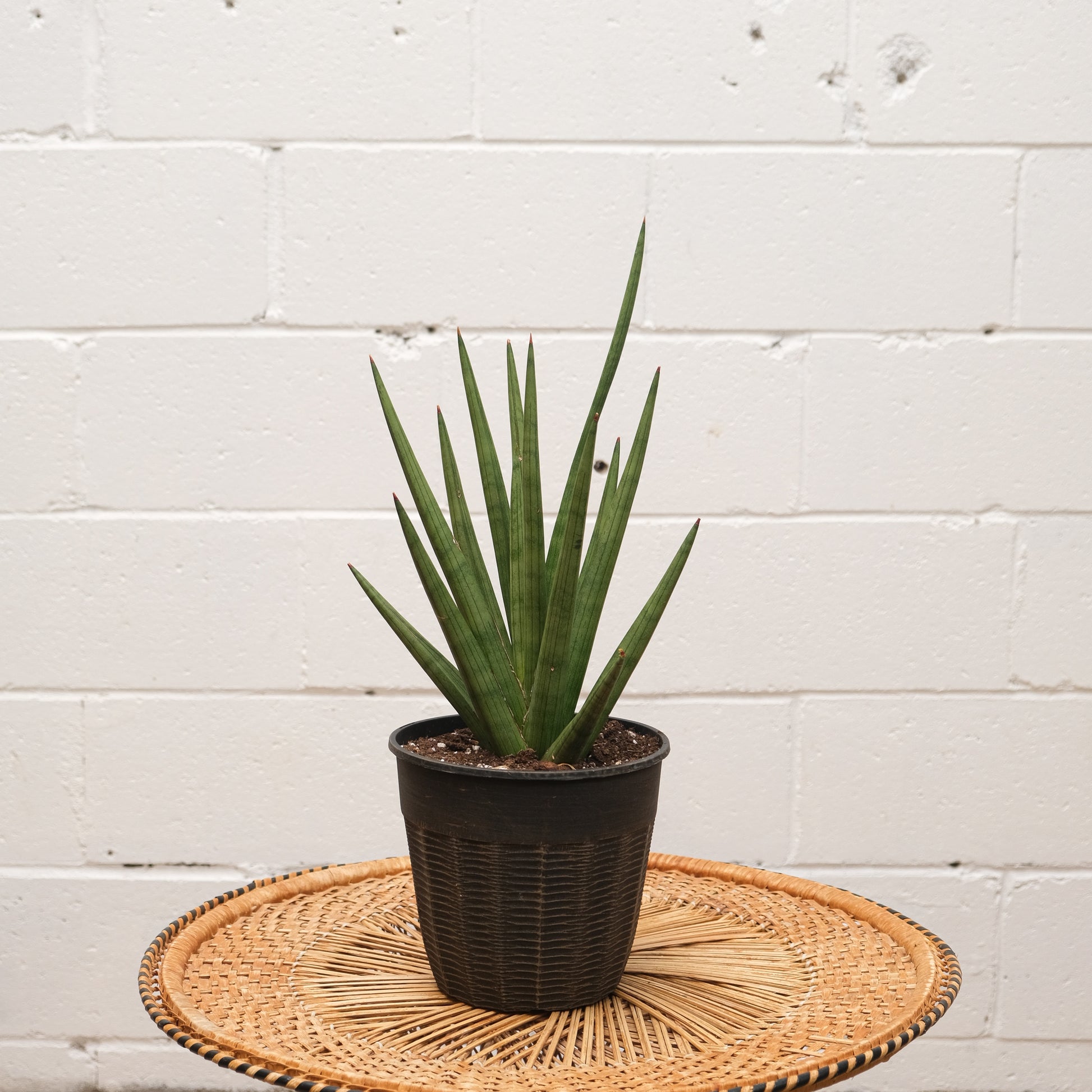 Bob Snake Plant: Sansevieria fasciata - 6 inch pot — indoor plant — indoor plant for sale by Promise Supply for delivery and pickup in Toronto.