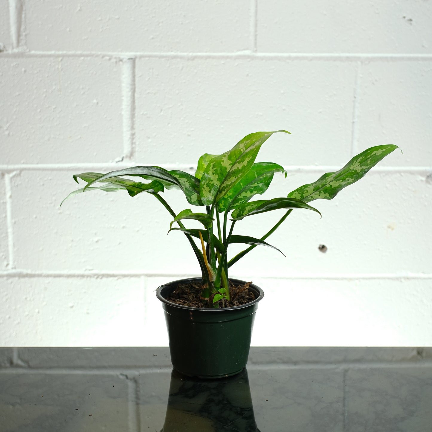 Silver Queen Chinese Evergreen: Aglaonema - 6 inch pot — indoor plant — indoor plant for sale by Promise Supply for delivery and pickup in Toronto.