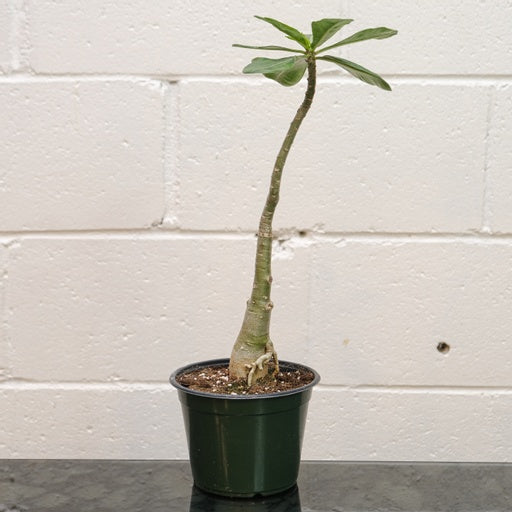 Desert Rose: Adenium obesum - 6 inch pot — indoor plant — indoor plant for sale by Promise Supply for delivery and pickup in Toronto.