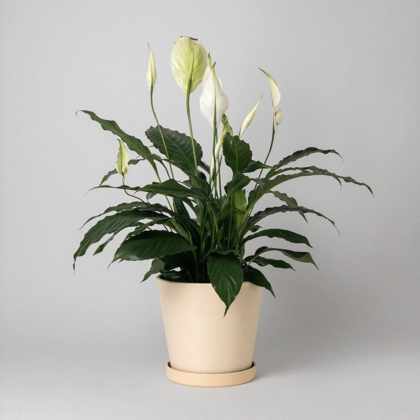 Tatami Signature Planter with Drainage and Tray | 7 inch Diameter — empty planter, studio photo — planter for sale by Promise Supply for delivery and pickup in Toronto.