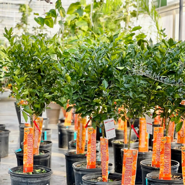 Tangerine Tree - 5-6 Foot Plant - 16" pot - Citrus tangerina