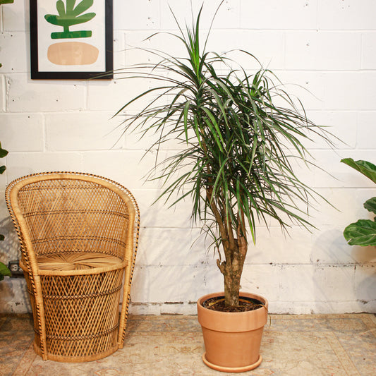 Madagascar Dragon tree, Dragon Tree, (Dracaena marginata) in a 10 inch pot. Indoor plant for sale by Promise Supply for delivery and pickup in Toronto