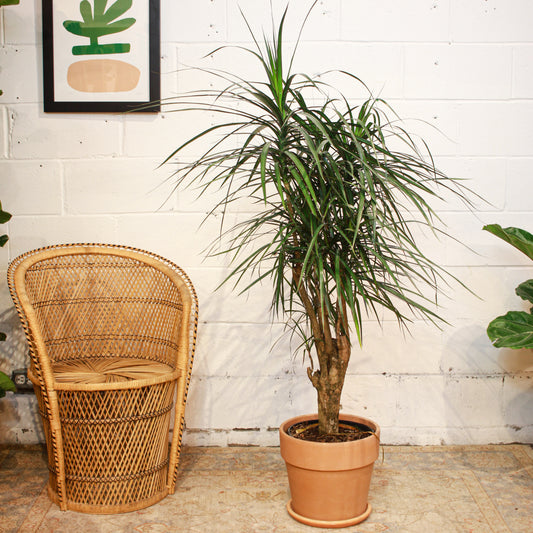 Candelabra Dragon Tree: Dracaena marginata - 10 inch pot - 3-4 foot tall — indoor plant — indoor plant for sale by Promise Supply for delivery and pickup in Toronto.