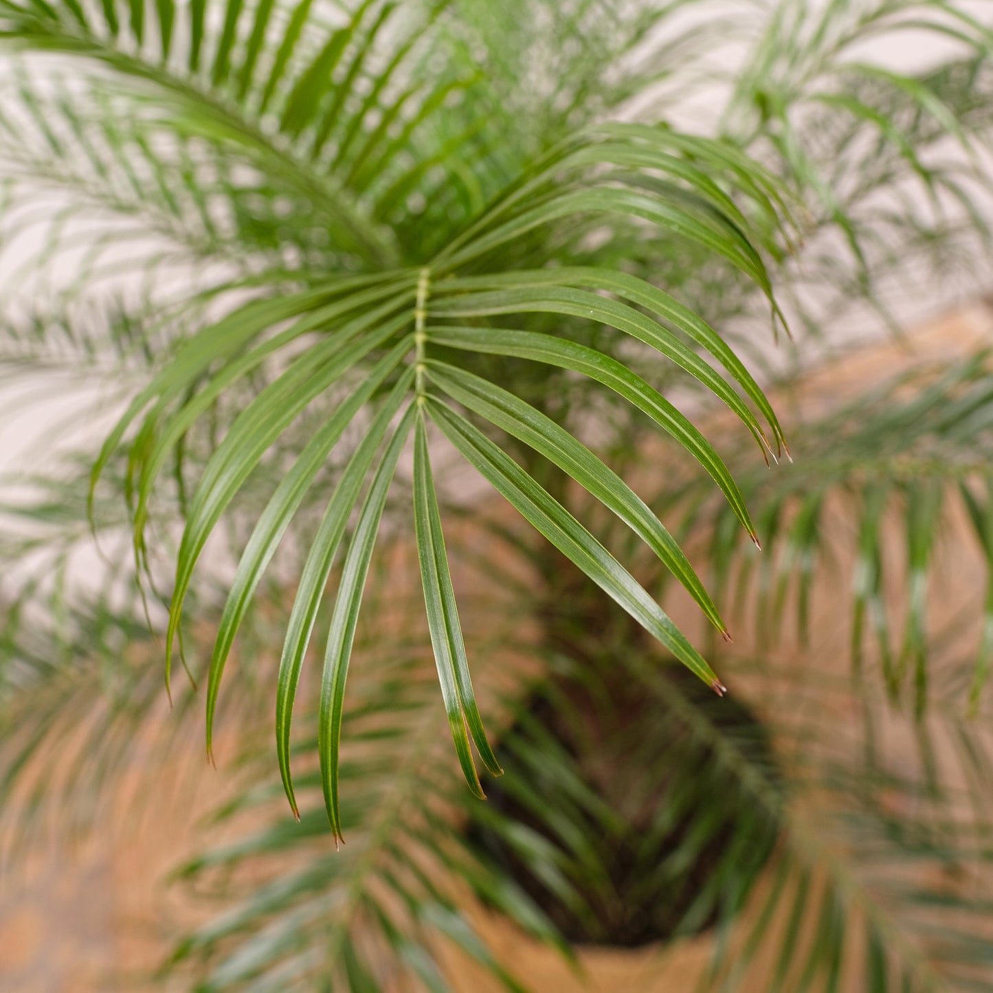 Date Palm: Phoenix roebelenii - 10 inch pot - 3-4 foot tall — indoor plant — indoor plant for sale by Promise Supply for delivery and pickup in Toronto.
